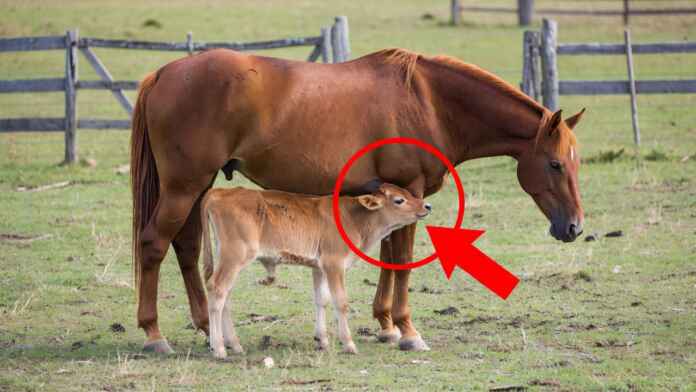 Égua adulta no pasto amamentando um boizinho abandonado, com o filhote bovino mamando sob a barriga dela
