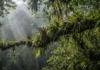 Vinte e oito plantas que vivem sobre árvores ganharam mapas climáticos e revelaram que proteger o chão não garante conservar o alto da floresta