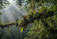 Vinte e oito plantas que vivem sobre árvores ganharam mapas climáticos e revelaram que proteger o chão não garante conservar o alto da floresta