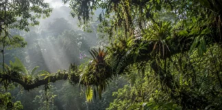 Vinte e oito plantas que vivem sobre árvores ganharam mapas climáticos e revelaram que proteger o chão não garante conservar o alto da floresta