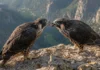 Dois jovens falcões-peregrinos foram flagrados alimentando um ao outro e o comportamento era conhecido em apenas 2 de mais de 500 espécies de aves de rapina