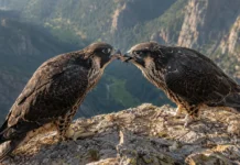 Dois jovens falcões-peregrinos foram flagrados alimentando um ao outro e o comportamento era conhecido em apenas 2 de mais de 500 espécies de aves de rapina