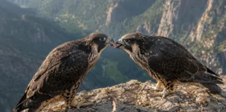 Dois jovens falcões-peregrinos foram flagrados alimentando um ao outro e o comportamento era conhecido em apenas 2 de mais de 500 espécies de aves de rapina