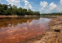Dois lagos amazônicos chegaram a 38 °C durante a seca e ficaram tomados por uma floração tóxica nunca documentada na região
