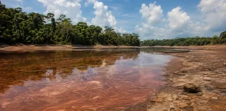 Dois lagos amazônicos chegaram a 38 °C durante a seca e ficaram tomados por uma floração tóxica nunca documentada na região