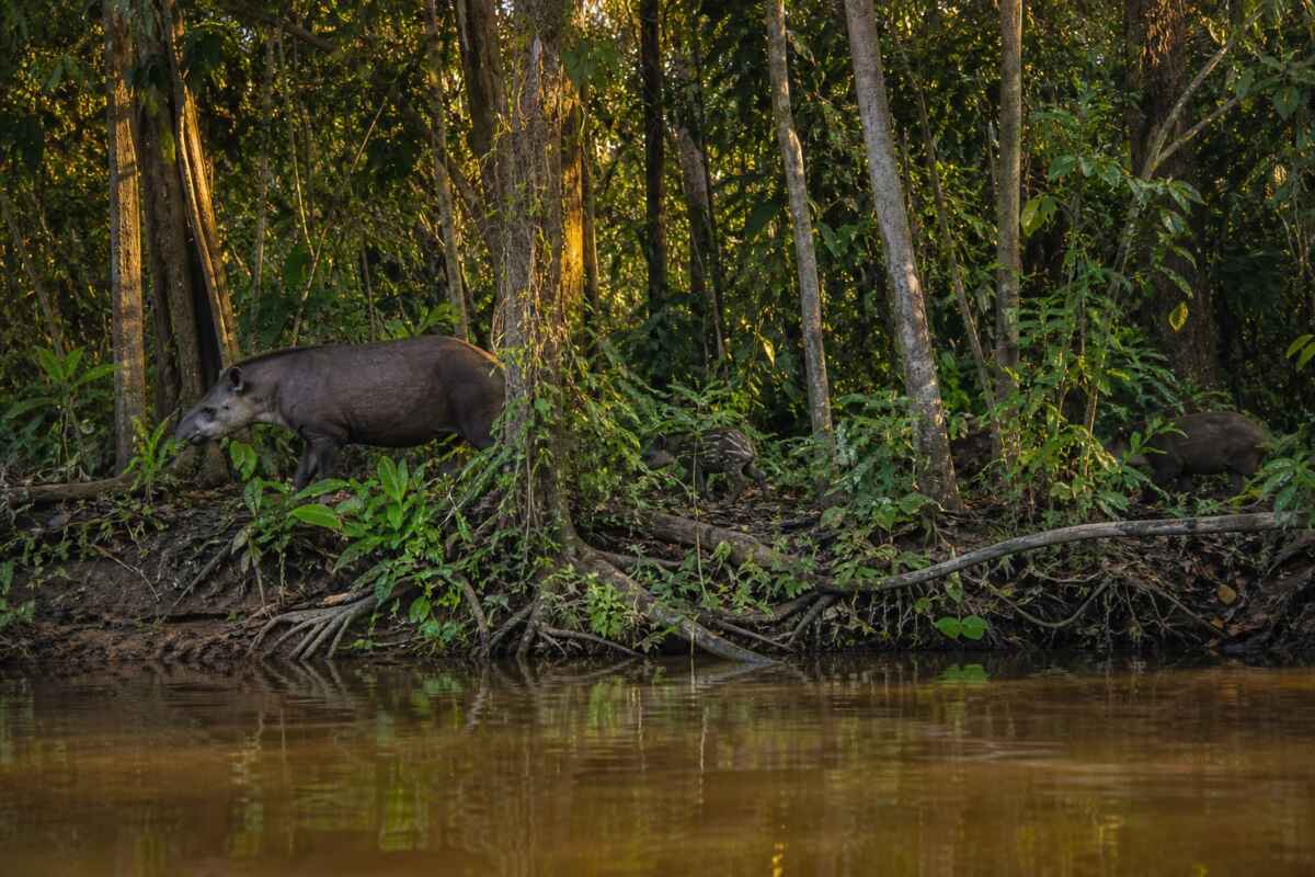 floresta alimentacao fauna amazonia
