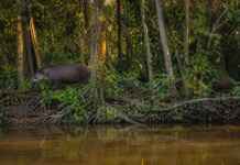 Você pode olhar para uma floresta e não perceber que ela depende completamente dos rios, aponta estudo