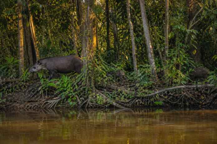 floresta-alimentacao-fauna-amazonia
