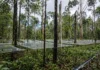 Uma floresta amazônica submetida a seca por anos recuperou o equilíbrio hídrico somente depois de perder biomassa e reduzir sua própria demanda por água