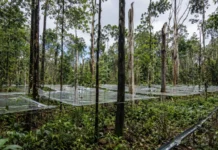 Uma floresta amazônica submetida a seca por anos recuperou o equilíbrio hídrico somente depois de perder biomassa e reduzir sua própria demanda por água