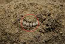 Paleontólogos encontram quatro dentes e um osso de 11 milhões de anos no Acre e descobrem duas novas espécies de macacos, revelando que ancestrais do muriqui – o maior primata das Américas e hoje ameaçado – já habitavam a Amazônia brasileira