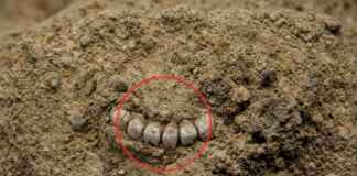 Paleontólogos encontram quatro dentes e um osso de 11 milhões de anos no Acre e descobrem duas novas espécies de macacos, revelando que ancestrais do muriqui – o maior primata das Américas e hoje ameaçado – já habitavam a Amazônia brasileira
