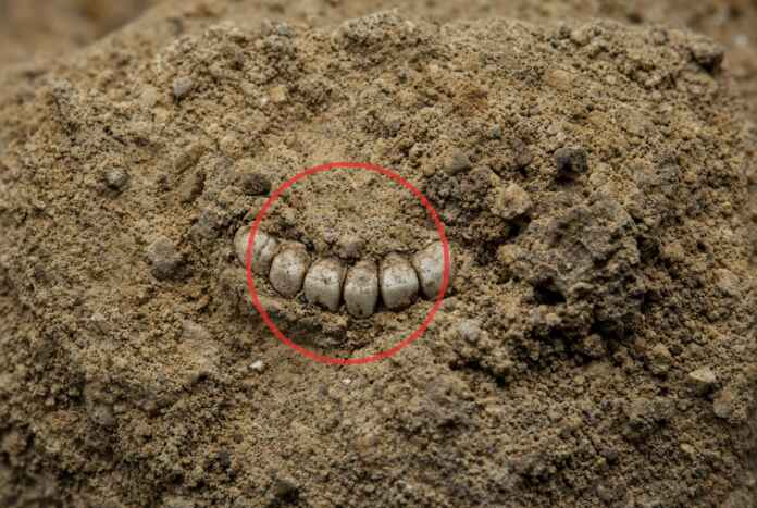 fosseis-dentes-11-milhoes-anos-acre-novas-especies-macacos-ancestrais-muriqui