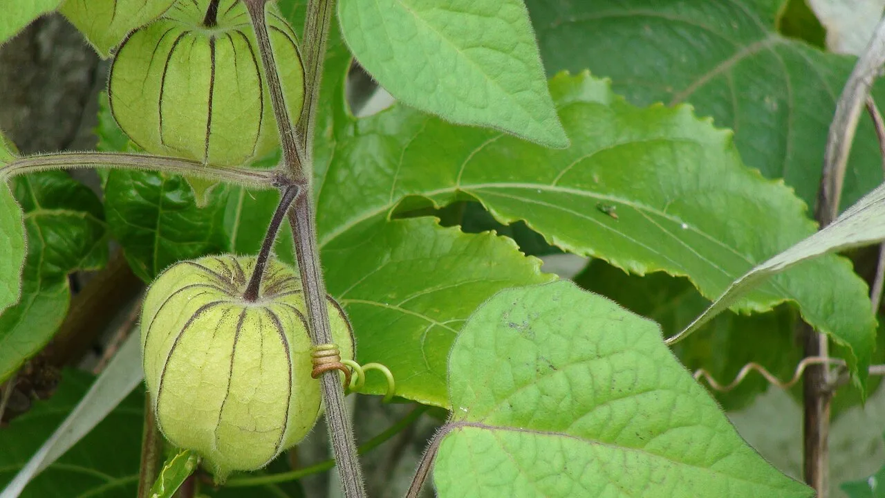 Biodiversidade brasileira ganha rede para inovar em alimentos 1 Biodiversidade brasileira ganha rede para inovar em alimentos