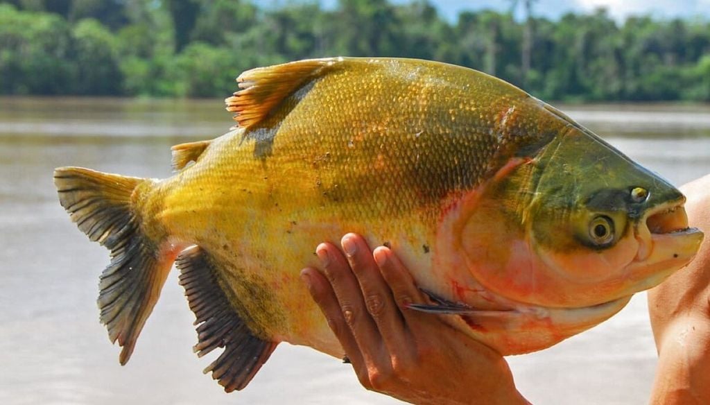 Tambaqui entra na lista de espécies ameaçadas na Amazônia 2 Tambaqui entra na lista de espécies ameaçadas na Amazônia