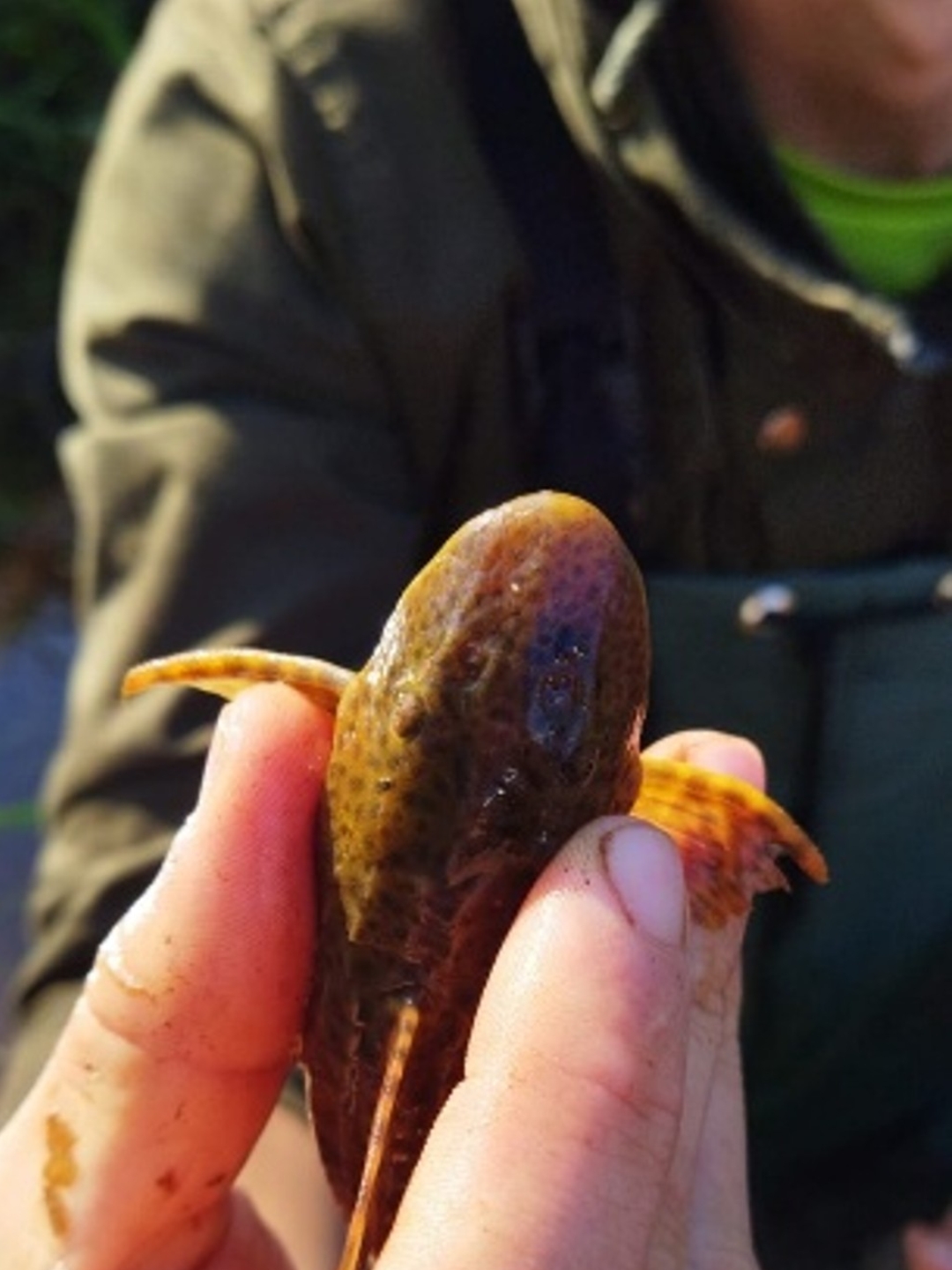 Peixes com lesões e danos genéticos expõem degradação em três rios do Oeste do Paraná e ameaçam usos da água