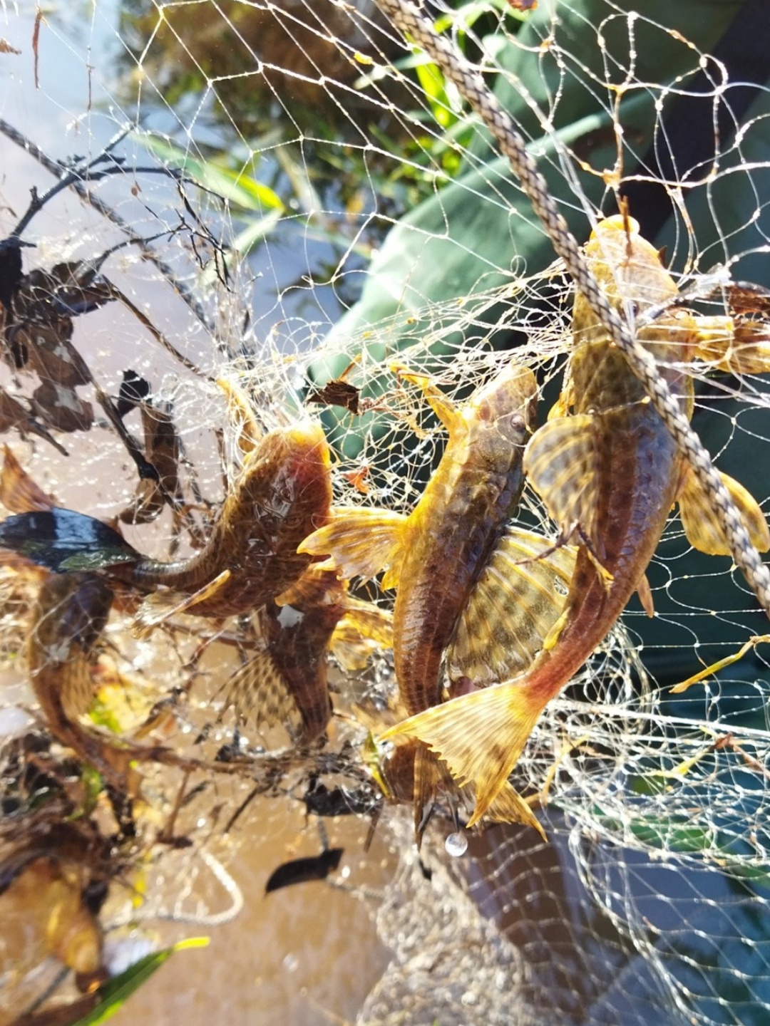 Peixes com lesões e danos genéticos expõem degradação em três rios do Oeste do Paraná e ameaçam usos da água
