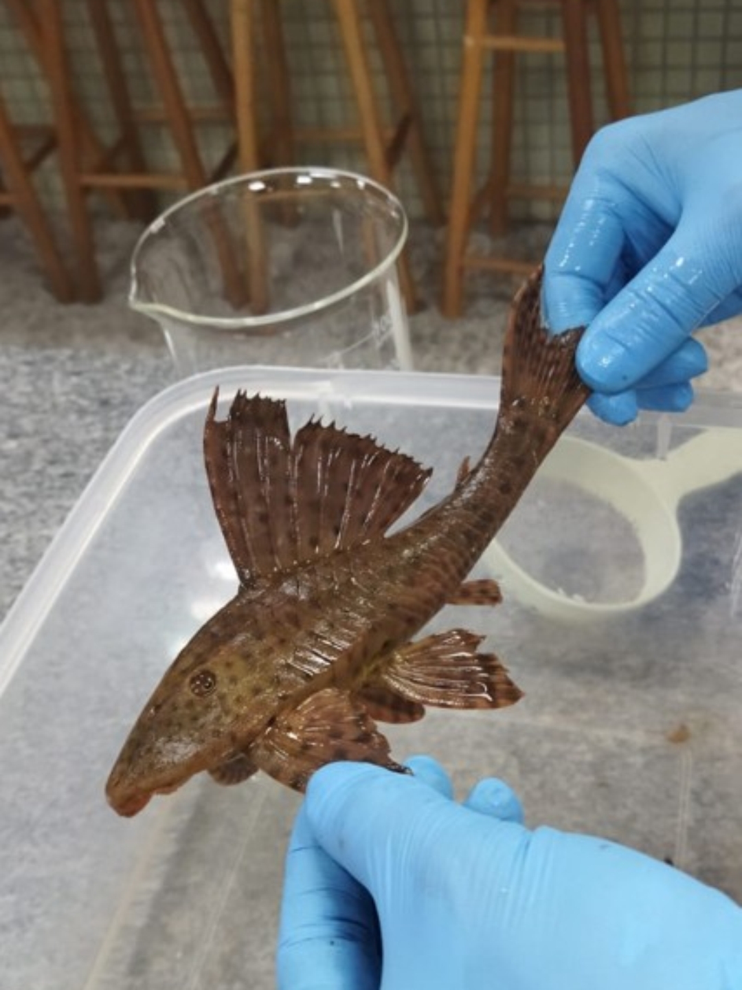 Peixes com lesões e danos genéticos expõem degradação em três rios do Oeste do Paraná e ameaçam usos da água