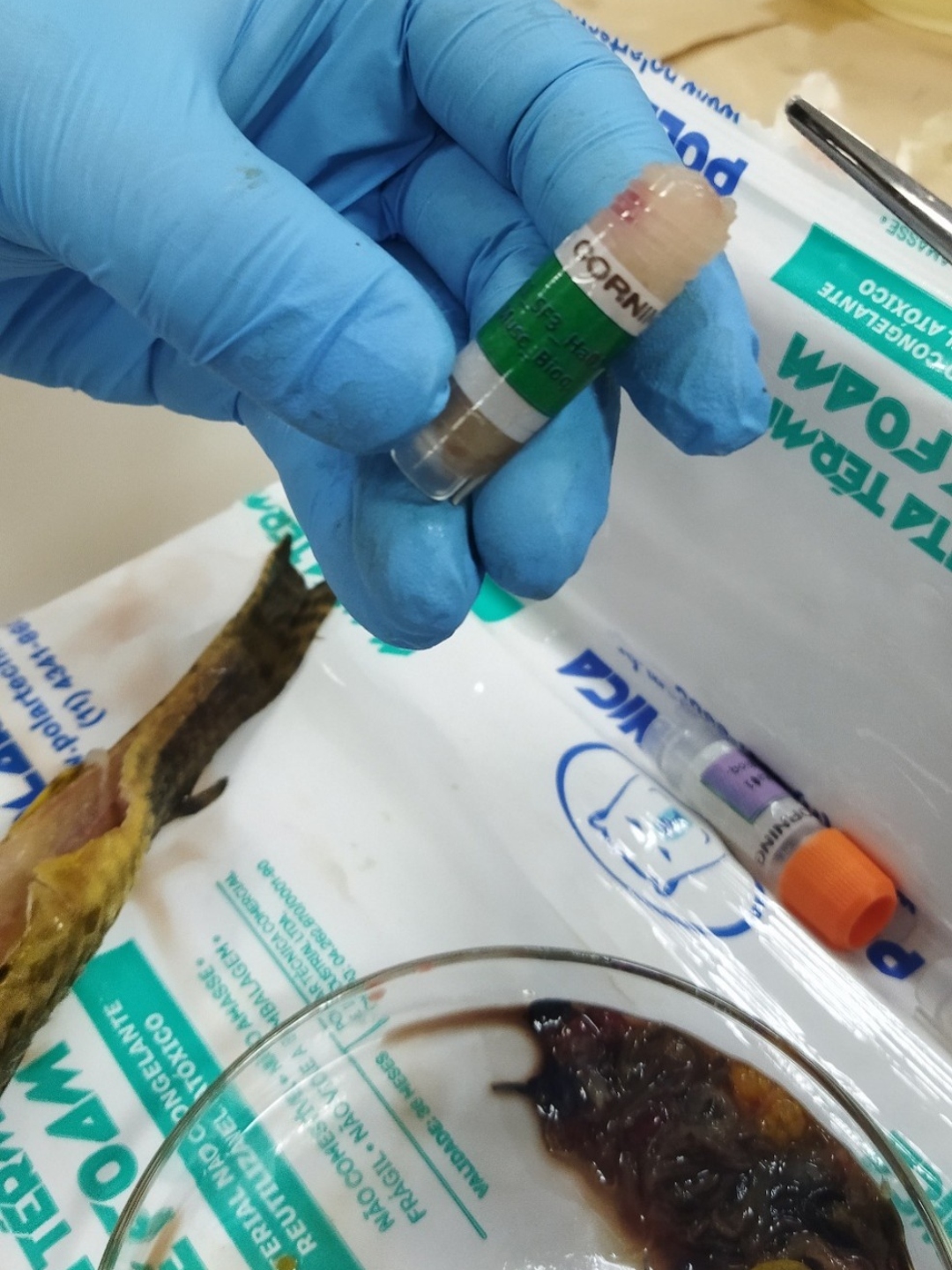 Peixes com lesões e danos genéticos expõem degradação em três rios do Oeste do Paraná e ameaçam usos da água