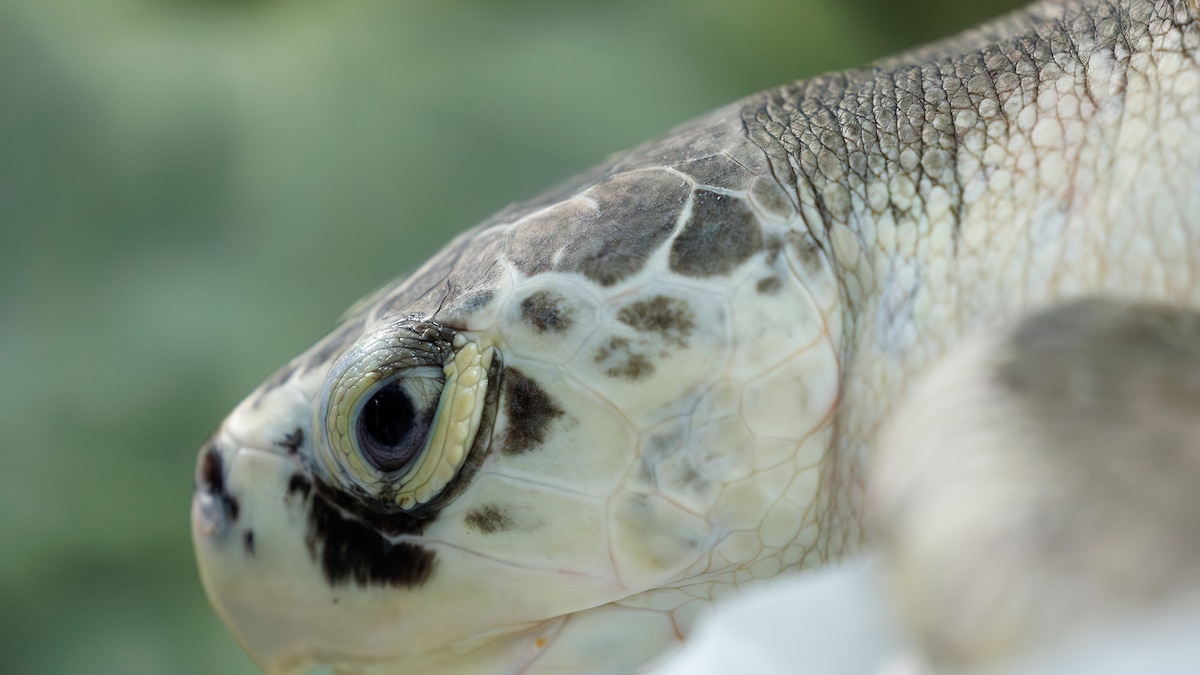 Tartaruga mais ameaçada do mundo encalha no Canadá, sobrevive ao frio e volta ao mar nas Bahamas