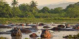 Quatro hipopótamos foram abandonados em um zoológico e seus descendentes já passam de 200 enquanto alteram lagoas inteiras