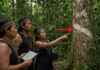 Indígenas Panará ensinam cientistas a ler a floresta, percorrem 500 mil hectares na divisa Pará-Mato Grosso, catalogam quase 15 mil espécimes de 602 espécies e identificam 27 criticamente ameaçadas mais uma árvore conhecida por eles há gerações como possível nova espécie para a ciência