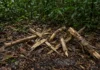 Indigenistas leem gravetos quebrados e cascas tiradas como Sherlock Holmes da floresta para proteger grupos isolados sem nunca entrar em contato