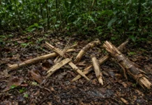 Indigenistas leem gravetos quebrados e cascas tiradas como Sherlock Holmes da floresta para proteger grupos isolados sem nunca entrar em contato