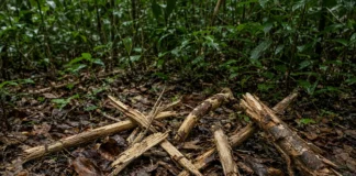 Indigenistas leem gravetos quebrados e cascas tiradas como Sherlock Holmes da floresta para proteger grupos isolados sem nunca entrar em contato