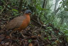 Uma ave cantou numa serra do Acre por três anos sem ser vista e só revelou a nova espécie quando uma gravação sintética trouxe dois indivíduos para perto