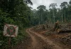 Após cinco dias de invasões aceleradas, Terra Indígena que abriga povo isolado no Pará tem porteiras arrombadas e placas retiradas, e Defensoria cobra envio da Força Nacional