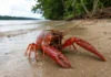 Duas fêmeas de lagostim encontradas em uma praia de Belém produziram o primeiro registro da espécie invasora dentro do bioma Amazônia
