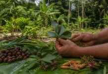 “A floresta do conhecimento pode desaparecer antes das árvores”: o alerta científico sobre línguas e plantas amazônicas