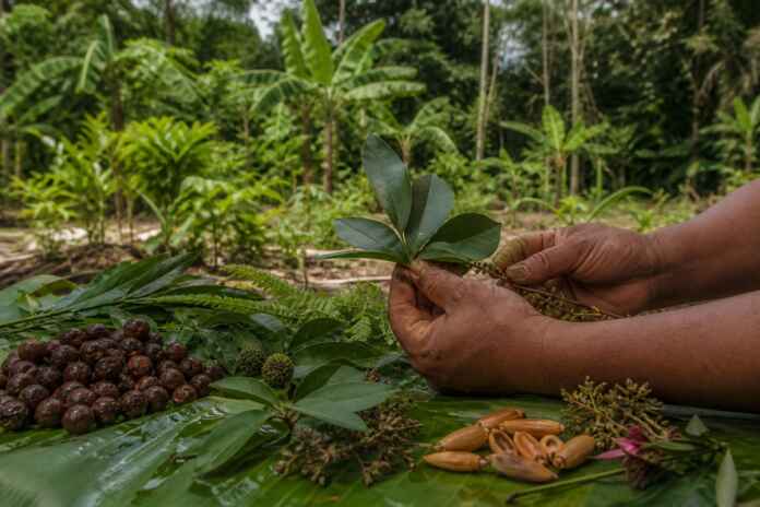 linguas-plantas-conhecimento-indigena