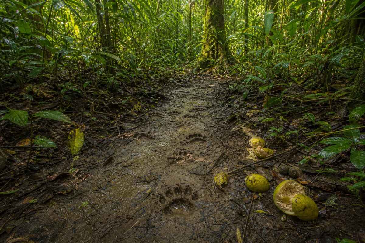 mapa invisivel animais amazonia