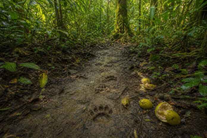 mapa-invisivel-animais-amazonia