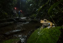 Um mapa com 242 mil registros revelou que apenas 14% da Amazônia foi bem amostrada para anfíbios e deslocou o maior mistério para o sul da floresta