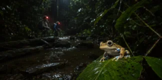 Um mapa com 242 mil registros revelou que apenas 14% da Amazônia foi bem amostrada para anfíbios e deslocou o maior mistério para o sul da floresta