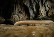 Um milípede encontrado na maior caverna de calcário conhecida da Amazônia inaugurou no Brasil um gênero inteiro adaptado à escuridão