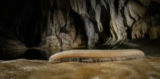Um milípede encontrado na maior caverna de calcário conhecida da Amazônia inaugurou no Brasil um gênero inteiro adaptado à escuridão
