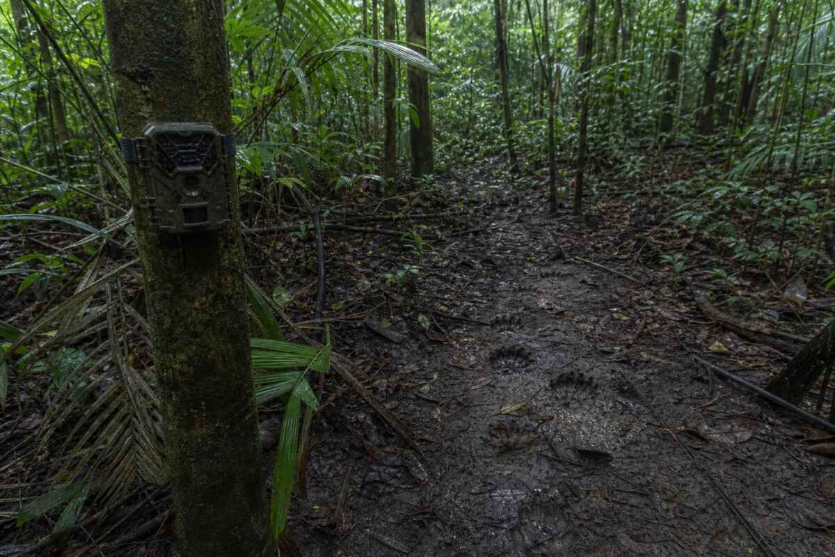 monitoramento fauna amazonia