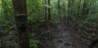 Antes de uma anta cruzar a trilha ou um mutum cantar, a floresta já contou a história para quem sabe ler seus sinais