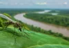Mosquitos coletados em 37 pontos do Juruá carregavam mais de 500 sequências virais e 18 possíveis espécies nunca descritas