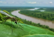 Mosquitos coletados em 37 pontos do Juruá carregavam mais de 500 sequências virais e 18 possíveis espécies nunca descritas