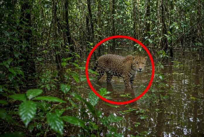 oncas-pintadas-terras-indigenas-amazonia-6389-individuos-densidades-altas