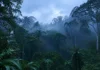 Uma onda de frio derrubou a temperatura da floresta a 10,5 °C e fez insetos e mamíferos desaparecerem por horas num silêncio que surpreendeu cientistas