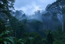 Uma onda de frio derrubou a temperatura da floresta a 10,5 °C e fez insetos e mamíferos desaparecerem por horas num silêncio que surpreendeu cientistas