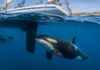 Orcas podem mesmo quebrar o casco de um barco? Cientista explica por que o leme continua sendo o verdadeiro ponto vulnerável