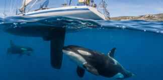 Orcas podem mesmo quebrar o casco de um barco? Cientista explica por que o leme continua sendo o verdadeiro ponto vulnerável