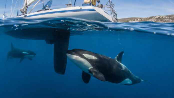 orcas-interacao-leme-veleiro